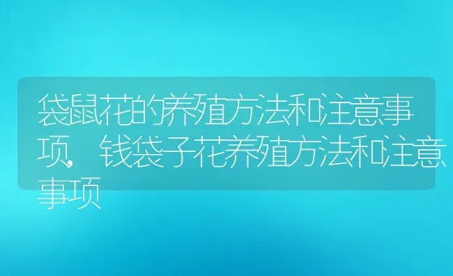 袋鼠花的养殖方法和注意事项,钱袋子花养殖方法和注意事项 | 养殖科普