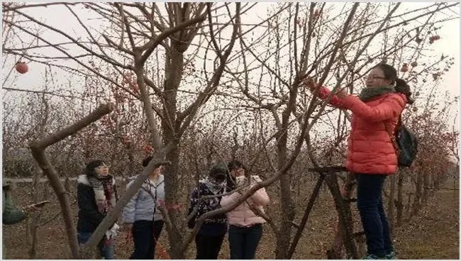 柿子树夏季修剪枝条方法 | 生活常识