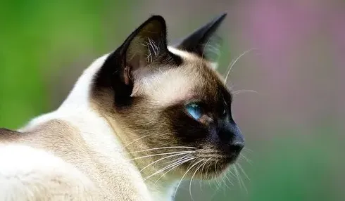 家里养暹罗猫吉利吗,暹罗猫有什么寓意或象征？