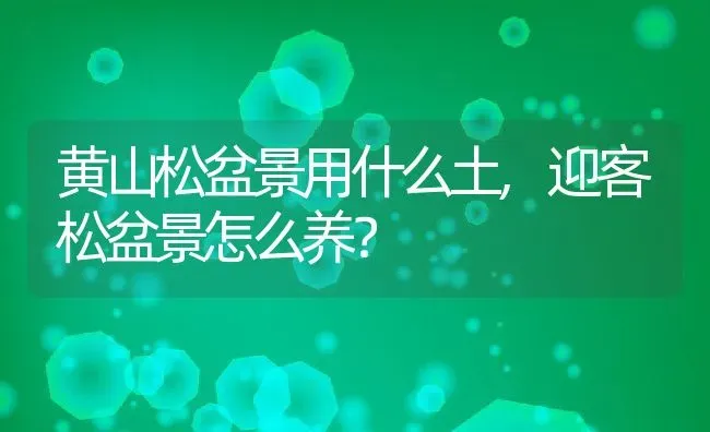 黄山松盆景用什么土,迎客松盆景怎么养？ | 养殖科普