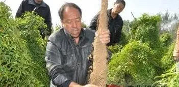 高温多雨期山药病害防治等 | 生活妙招