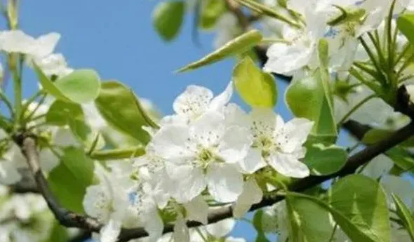 春天的花有哪些,春天有什么的花填空？