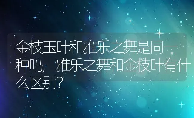 金枝玉叶和雅乐之舞是同一种吗,雅乐之舞和金枝叶有什么区别？ | 养殖学堂