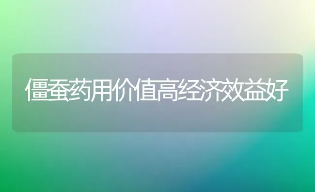 僵蚕药用价值高经济效益好 | 养殖技术大全