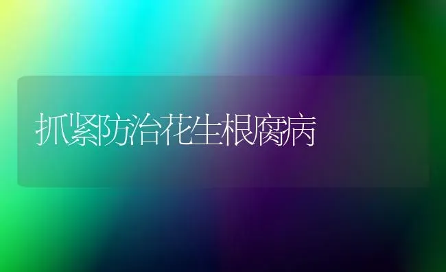 抓紧防治花生根腐病 | 养殖知识