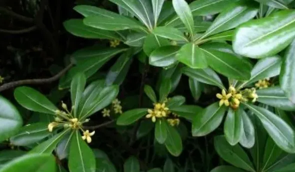 鸭脚木是什么植物,鸭掌木是招财树吗？