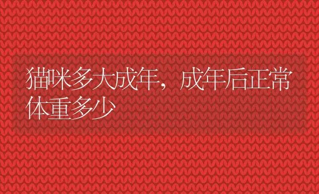 猫咪多大成年,成年后正常体重多少 | 养殖资料