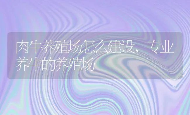 肉牛养殖场怎么建设,专业养牛的养殖场 | 养殖学堂