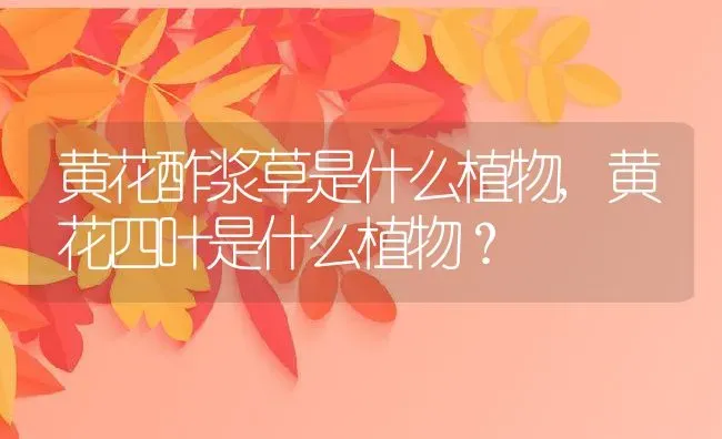 黄花酢浆草是什么植物,黄花四叶是什么植物？ | 养殖科普