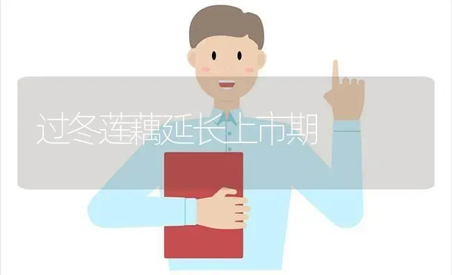 过冬莲藕延长上市期 | 养殖知识