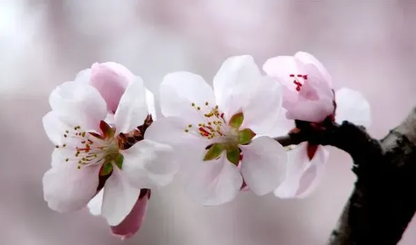 南方适合种什么花 | 常识大全