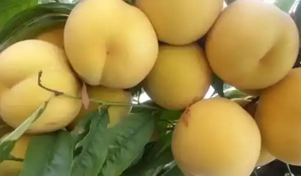 新品种桃树苗介绍,桃树最好品种？