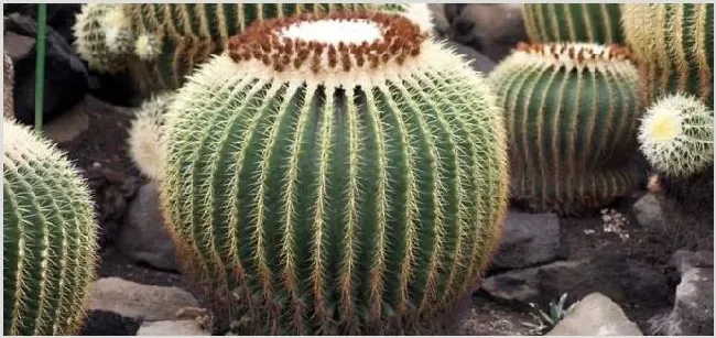 不用浇水的植物 | 妙招大全