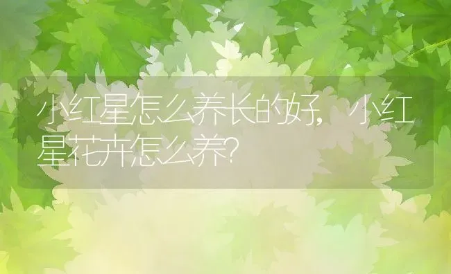 小红星怎么养长的好,小红星花卉怎么养？ | 养殖科普