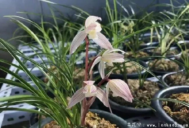 新买的兰花如何上盆,兰花回来怎么放入花倉？