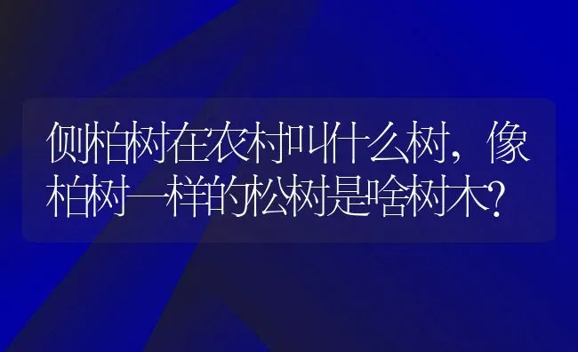 侧柏树在农村叫什么树,像柏树一样的松树是啥树木？ | 养殖科普