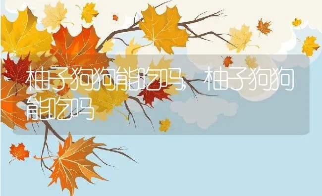 柚子狗狗能吃吗,柚子狗狗能吃吗 | 养殖科普