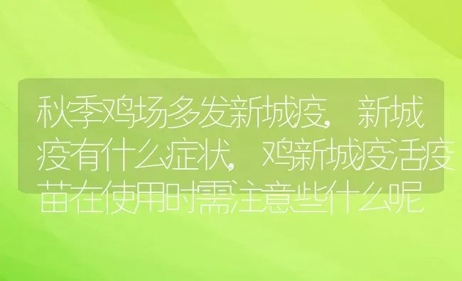 秋季鸡场多发新城疫,新城疫有什么症状,鸡新城疫活疫苗在使用时需注意些什么呢 | 养殖学堂