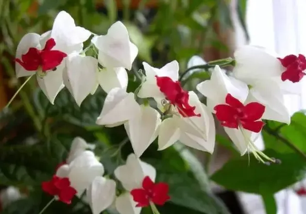 龙吐珠花怎么养才能开花,龙吐珠花的养殖方法？