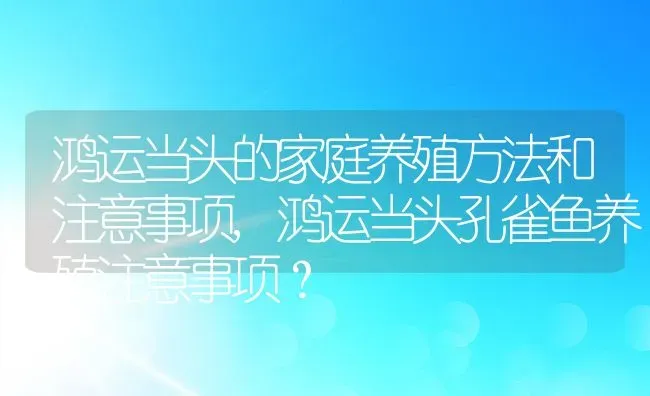 鸿运当头的家庭养殖方法和注意事项,鸿运当头孔雀鱼养殖注意事项？ | 养殖科普
