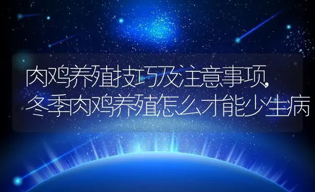 肉鸡养殖技巧及注意事项,冬季肉鸡养殖怎么才能少生病 | 养殖学堂