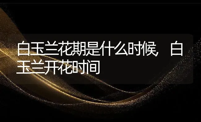 白玉兰花期是什么时候,白玉兰开花时间 | 养殖学堂