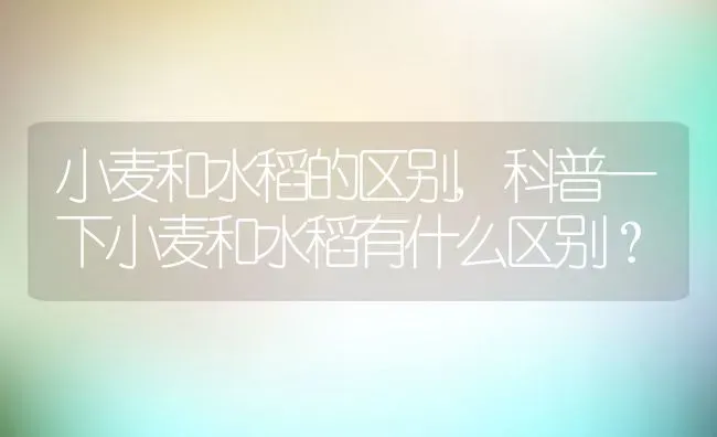 小麦和水稻的区别,科普一下小麦和水稻有什么区别？ | 养殖科普