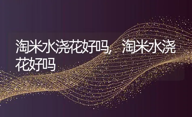 红玫瑰什么品种最好,玫瑰花品种最好的是哪种？ | 养殖科普