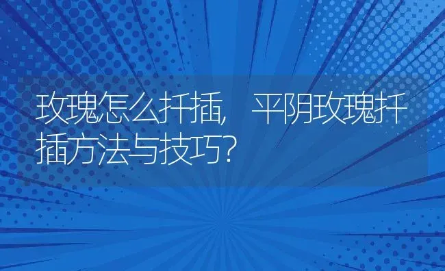 玫瑰怎么扦插,平阴玫瑰扦插方法与技巧？ | 养殖科普