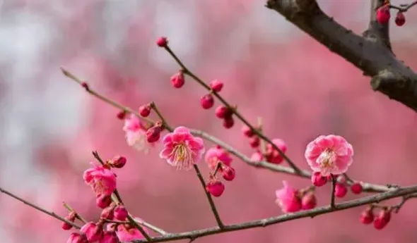 春天的花有哪些,春天有什么的花填空？