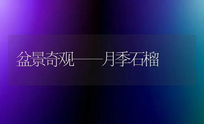 盆景奇观——月季石榴 | 养殖技术大全