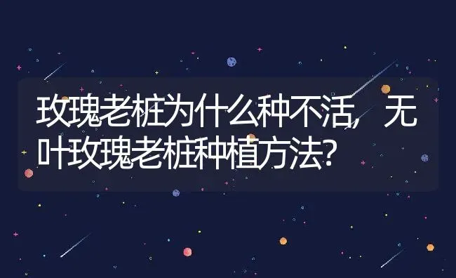 玫瑰老桩为什么种不活,无叶玫瑰老桩种植方法？ | 养殖学堂