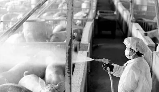 畜禽防疫工作的现状和存在的问题以及对应的措施 | 妙招大全