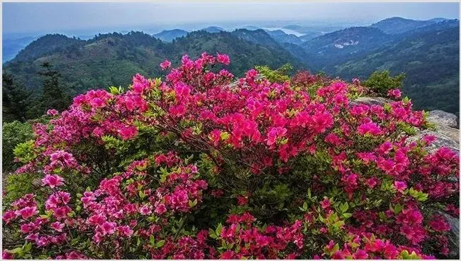 映山红的栽培技术 | 三农知识