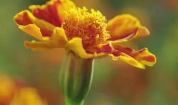 孔雀菊与万寿菊区别 | 常识大全