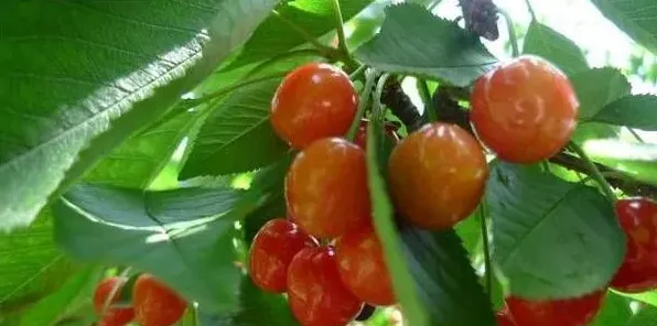 樱桃高产种植要点介绍 | 生活妙招
