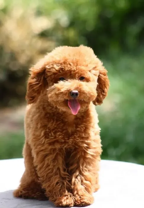 泰迪可以吃什么食物,泰迪犬爱吃什么零食？