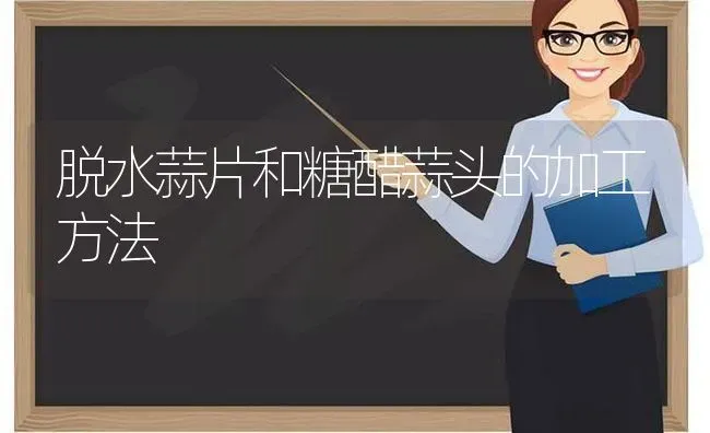 脱水蒜片和糖醋蒜头的加工方法 | 养殖知识