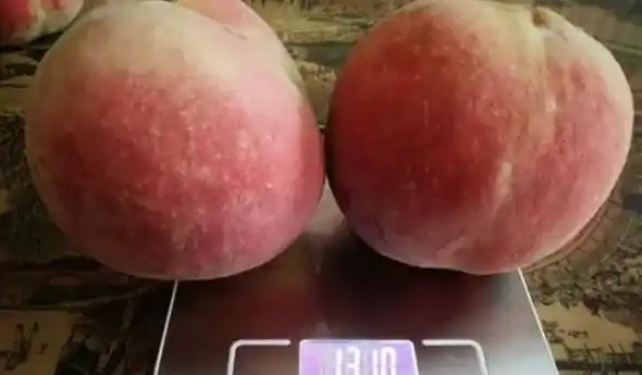 新品种桃树苗介绍,桃树最好品种？