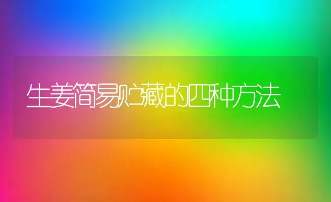 生姜简易贮藏的四种方法 | 养殖技术大全