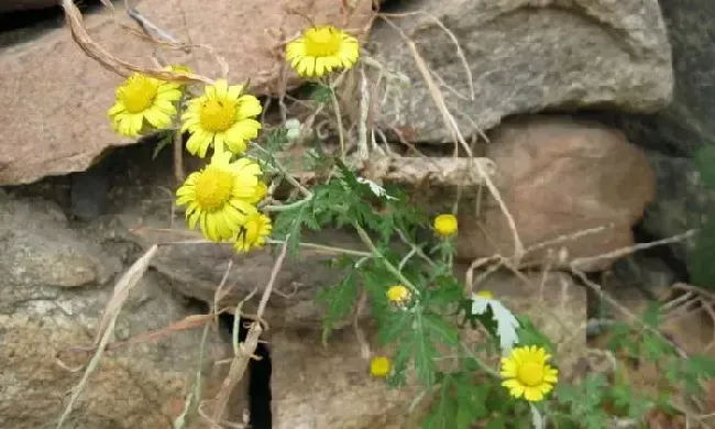 野菊花长什么样子图片,野菊花的传说？