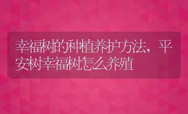 幸福树的种植养护方法,平安树幸福树怎么养殖 | 养殖学堂