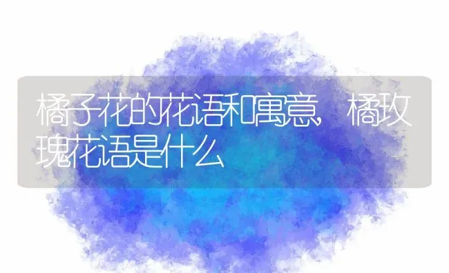 橘子花的花语和寓意,橘玫瑰花语是什么 | 养殖学堂