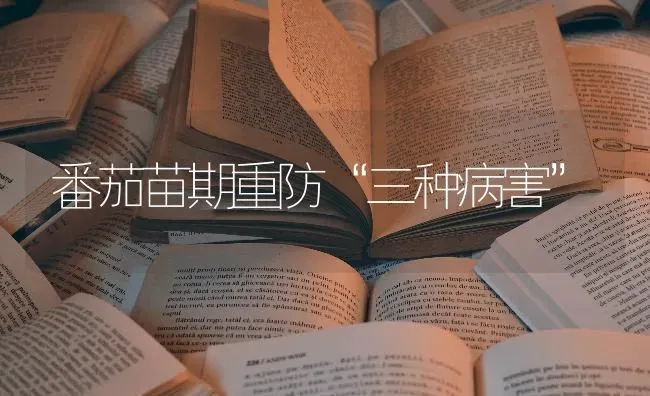 番茄苗期重防“三种病害” | 养殖技术大全