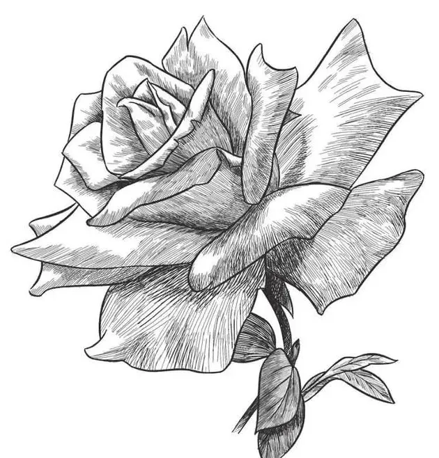 玫瑰花怎么画?,玫瑰花画法步骤图国画？
