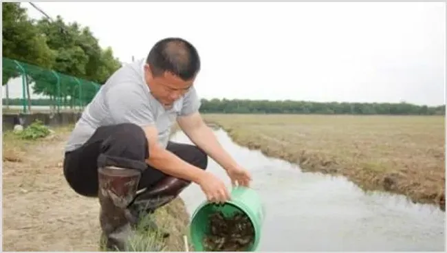 养殖小龙虾难在哪里？怎么养好小龙虾 | 妙招大全