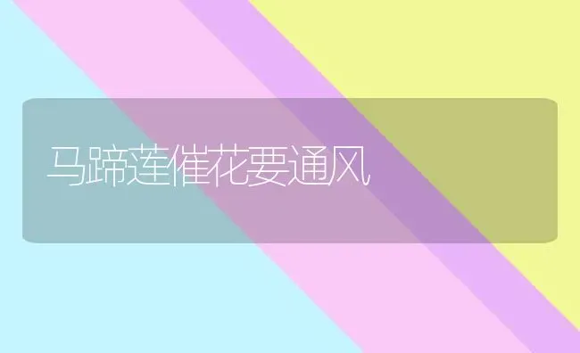 马蹄莲催花要通风 | 养殖知识