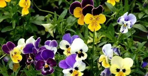 三色堇什么时候开花,三色堇花期多久？