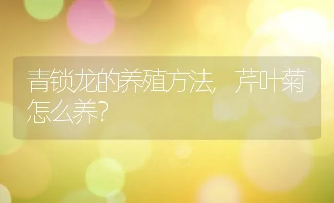 青锁龙的养殖方法,芹叶菊怎么养？ | 养殖科普