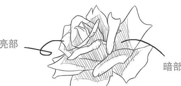 玫瑰花怎么画?,玫瑰花画法步骤图国画？